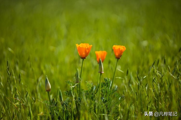 什么是数码变焦_光学变焦和数码变焦的区别