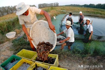 泥鳅怎么养殖_泥鳅养殖方法和技巧