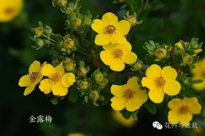 格桑花是什么_格桑花的简介和生长习性