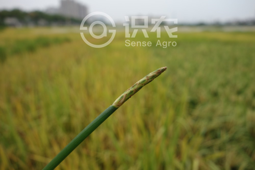 荸荠是什么意思_荸荠的简介及生长环境