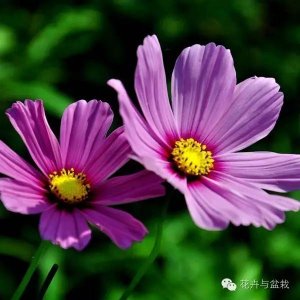 格桑花是什么_格桑花的简介和生长习性