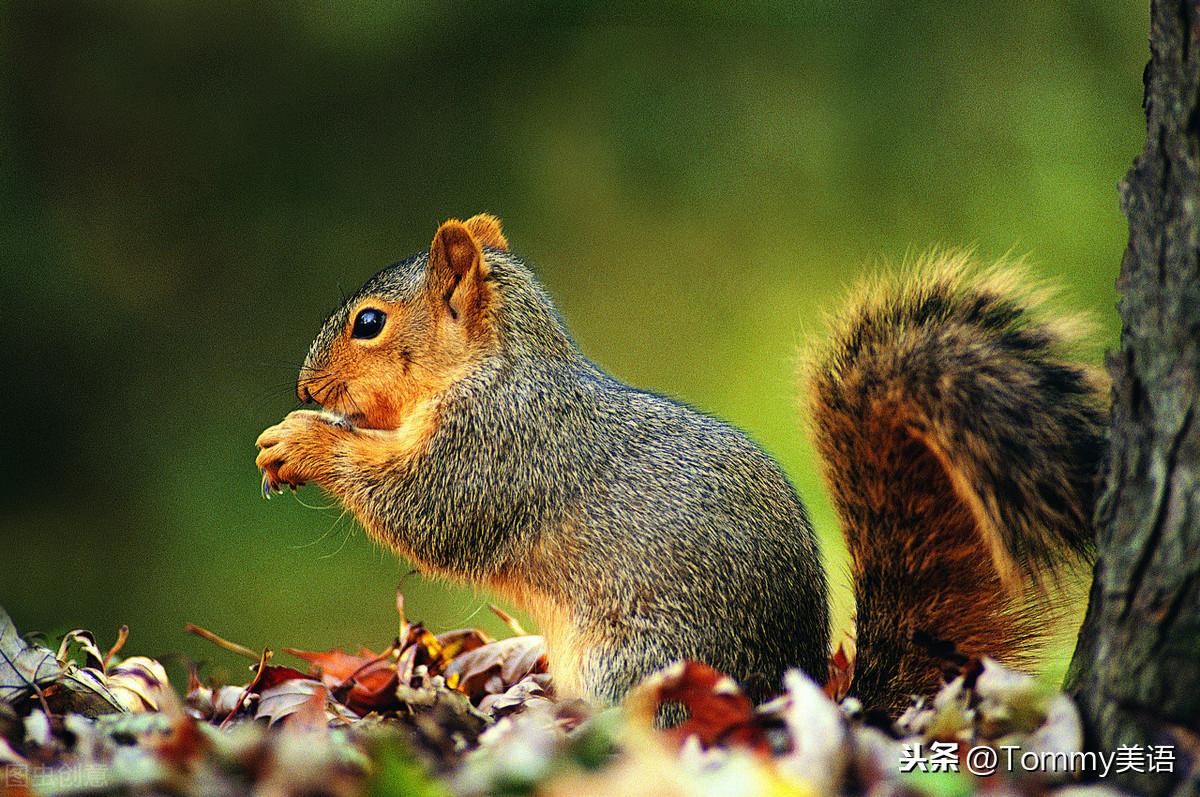 squirrel是什么意思_squirrel的通俗解释