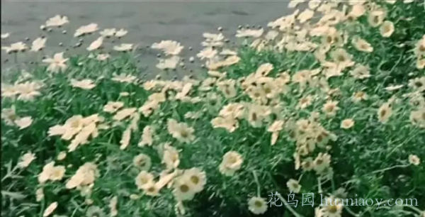 雏菊花语是什么_雏菊花语及寓意