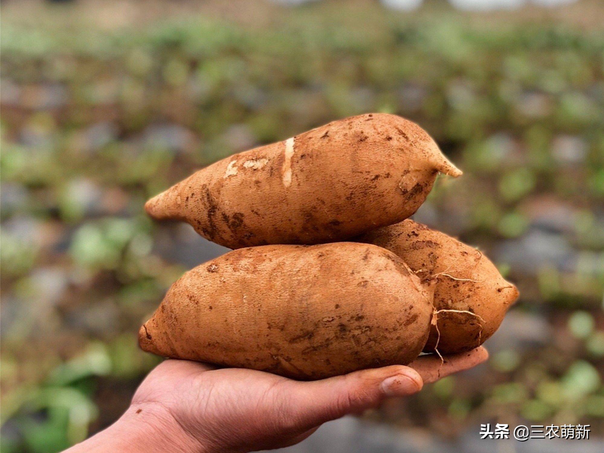 天山雪莲怎么吃_天山雪莲的吃法及营养价值