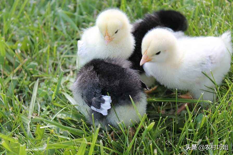 小鸡怎么饲养_小鸡的养殖方法