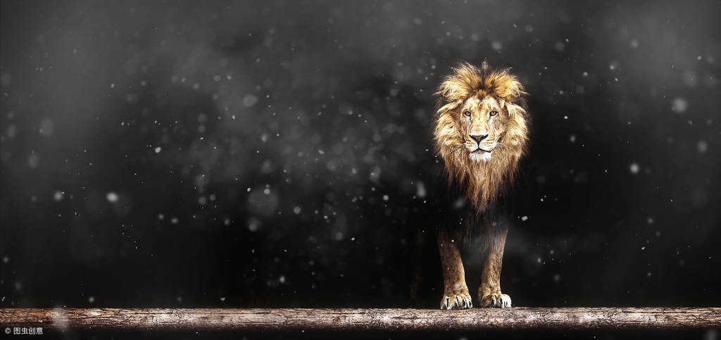 梦见狮子有什么寓意_梦见狮子的征兆