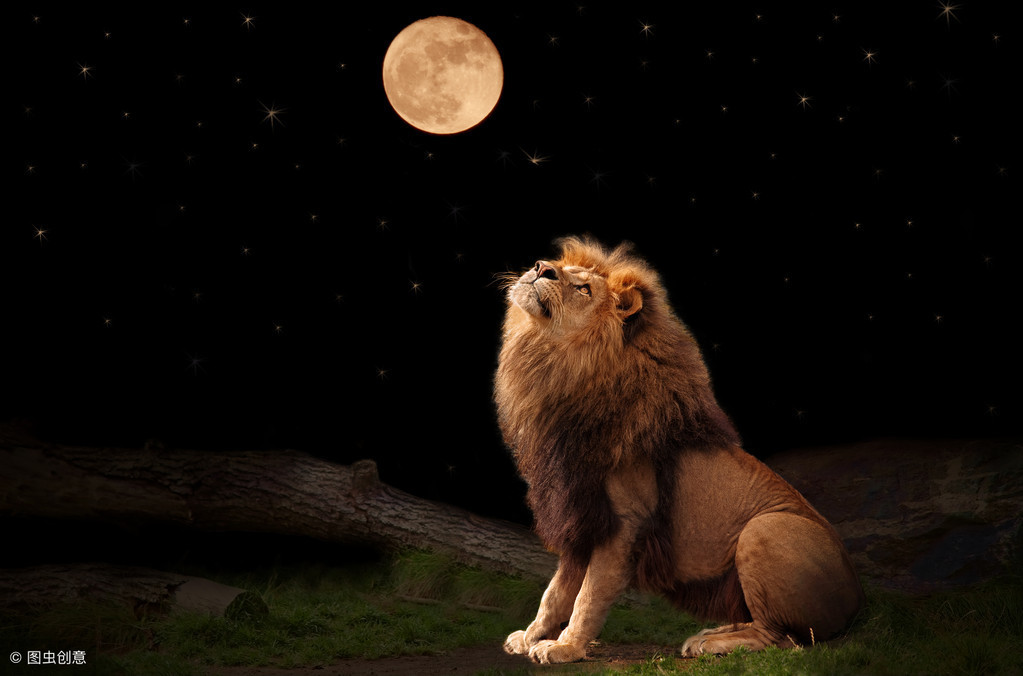 梦见狮子有什么寓意_梦见狮子的征兆