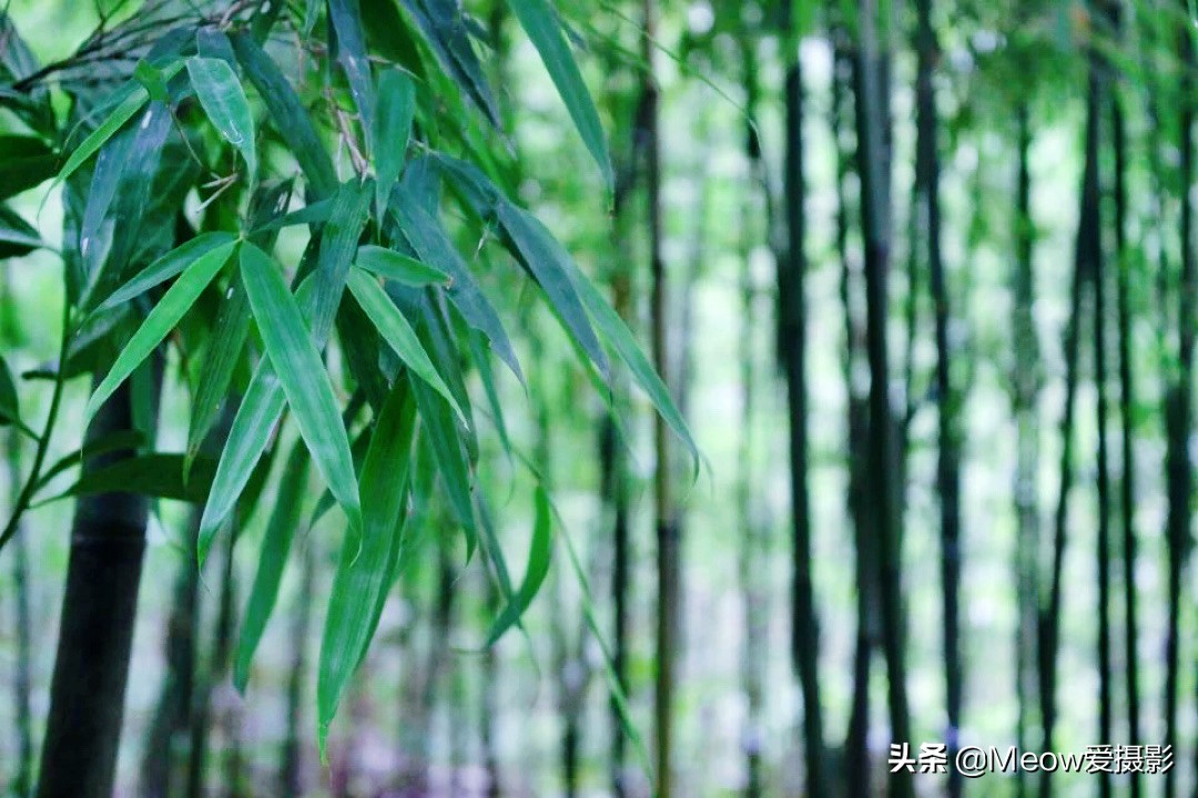 白水寨在哪里_白水寨的位置概况