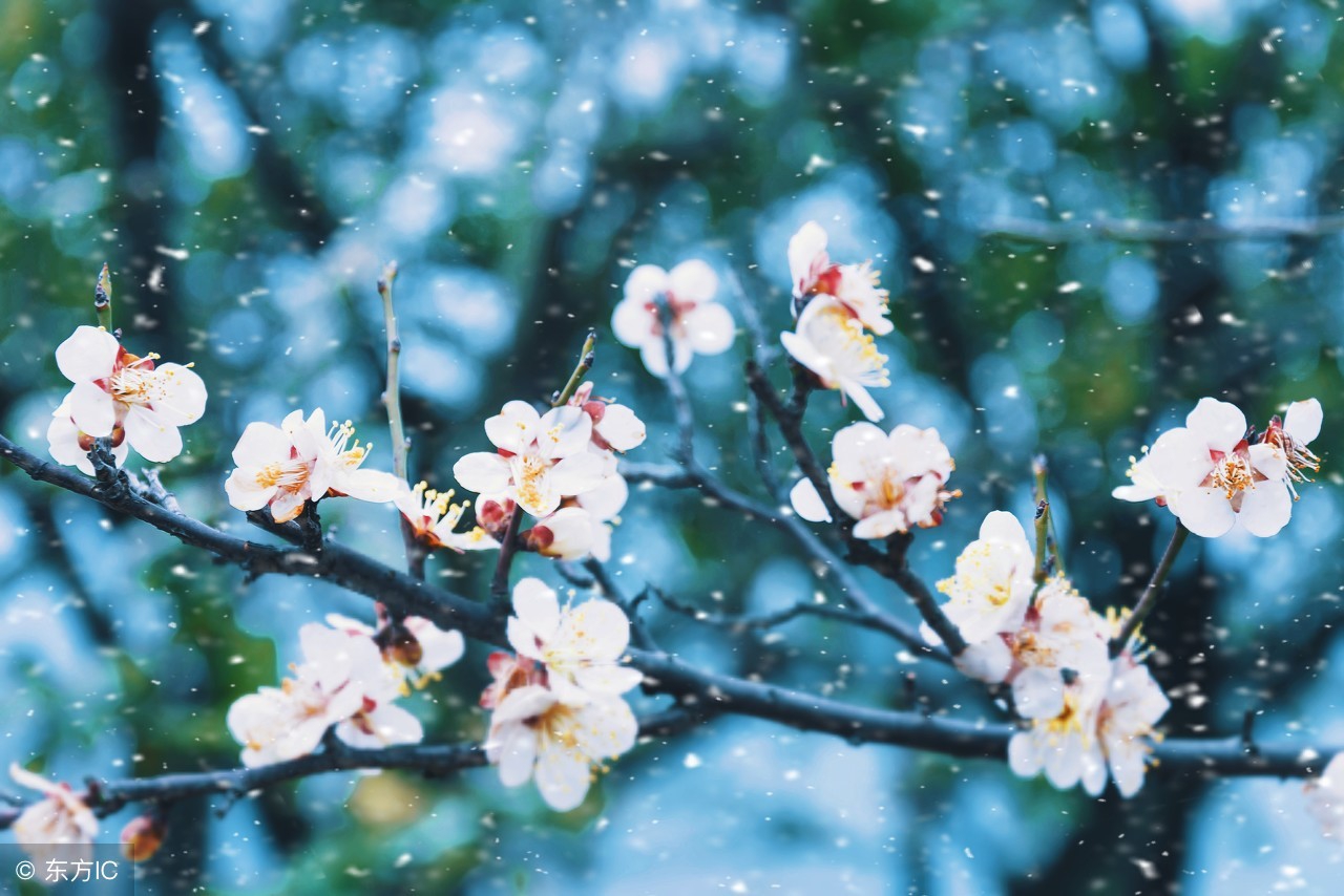 风花雪月是什么意思_风花雪月的含义