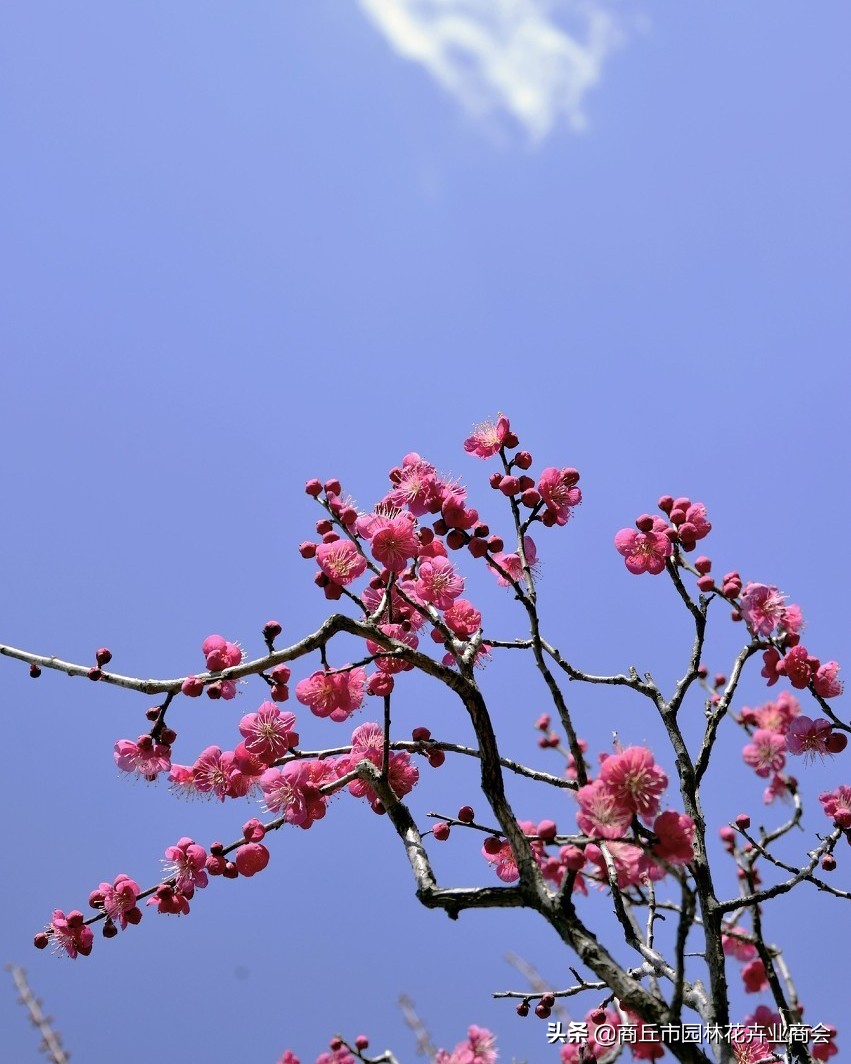 家里养梅花好吗_家里养梅花的禁忌