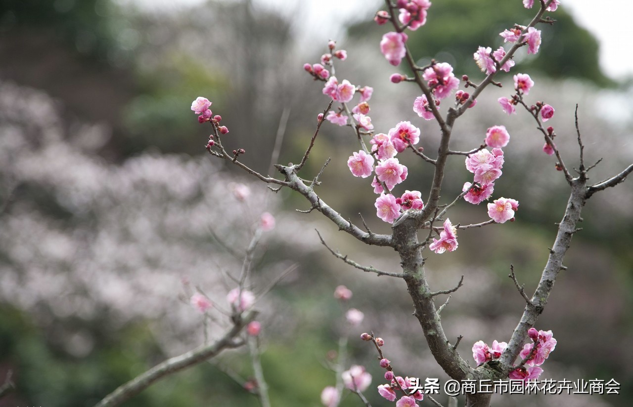 家里养梅花好吗_家里养梅花的禁忌