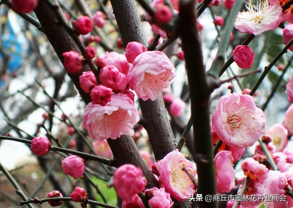 家里养梅花好吗_家里养梅花的禁忌