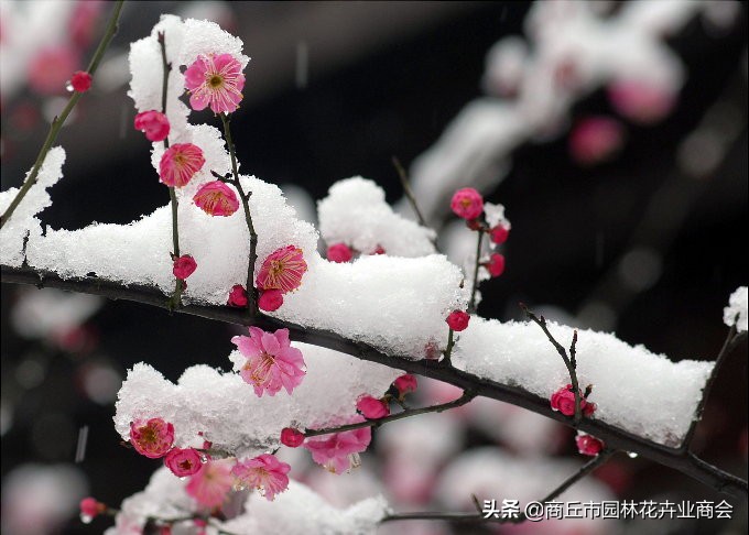 家里养梅花好吗_家里养梅花的禁忌