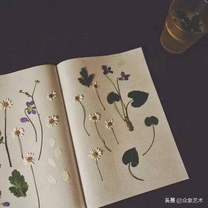 叶脉干花怎么制作_叶脉干花的制作方法