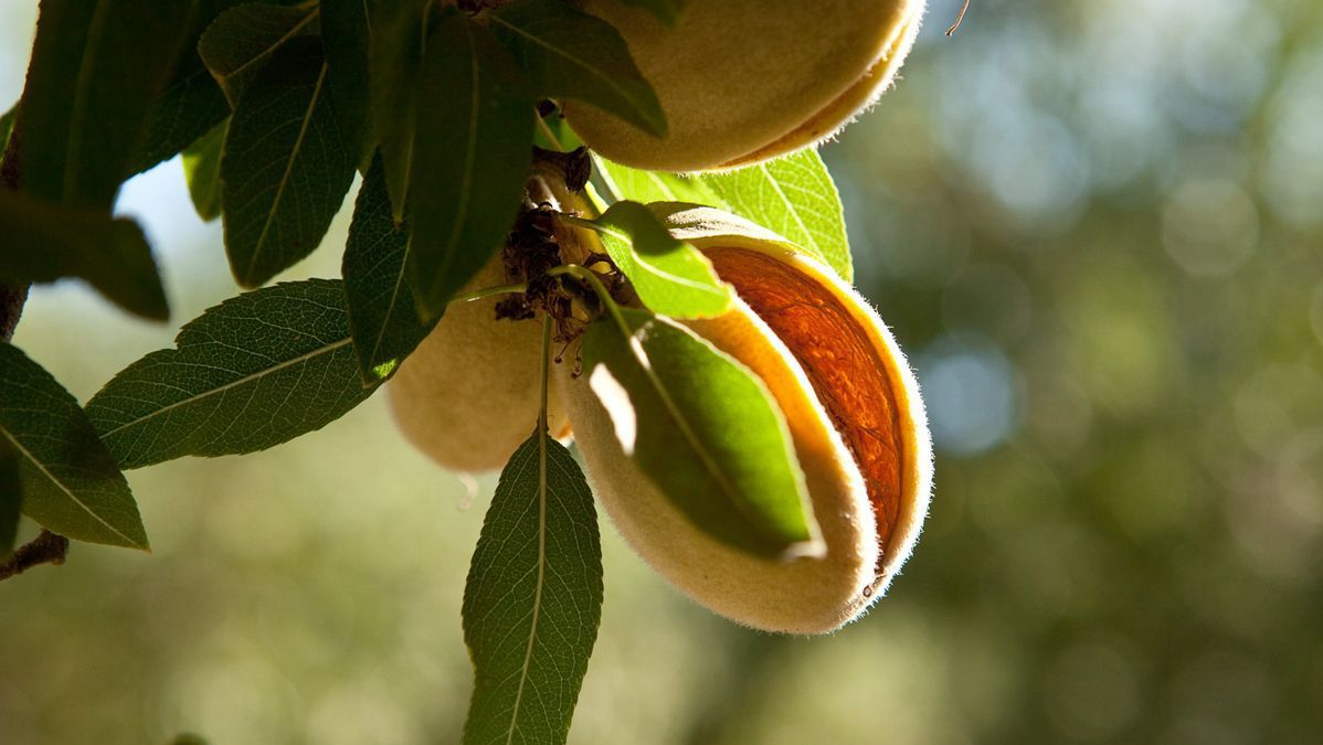 巴旦木是什么_巴旦木和杏仁的区别