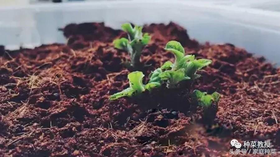 土豆怎么种植_土豆种植技术