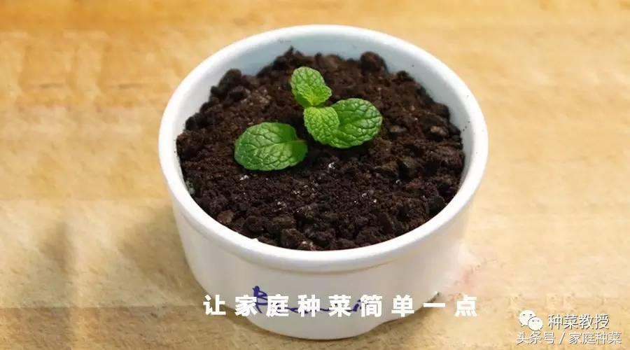 土豆怎么种植_土豆种植技术