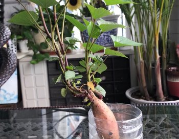 红薯怎么种植_红薯的种植方法