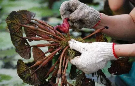 菱角怎么种植的_菱角种植技术