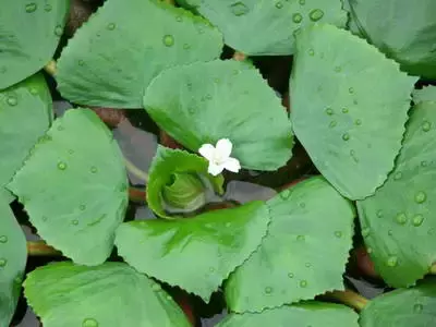 菱角怎么种植的_菱角种植技术