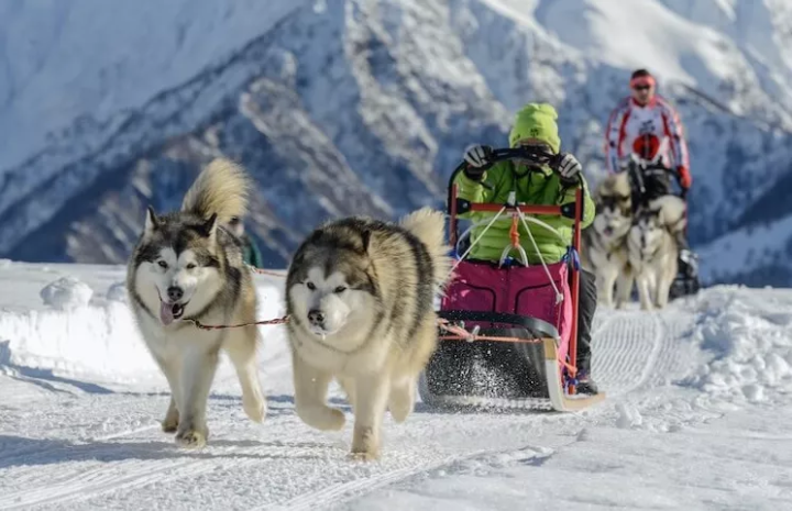 雪橇犬有几种_雪橇犬的种类介绍