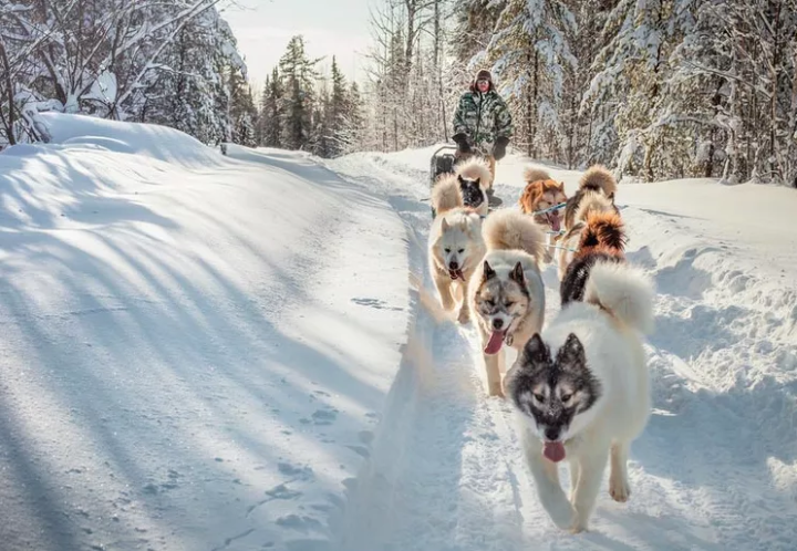 雪橇犬有几种_雪橇犬的种类介绍
