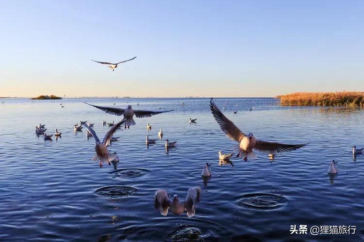 额济纳旗属于哪个市_额济纳旗的基本概况