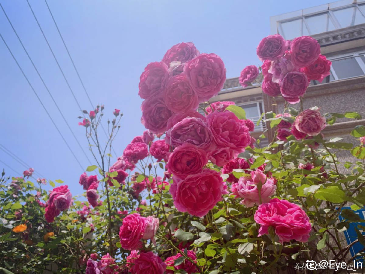 月季花的品种有哪些_一文解答