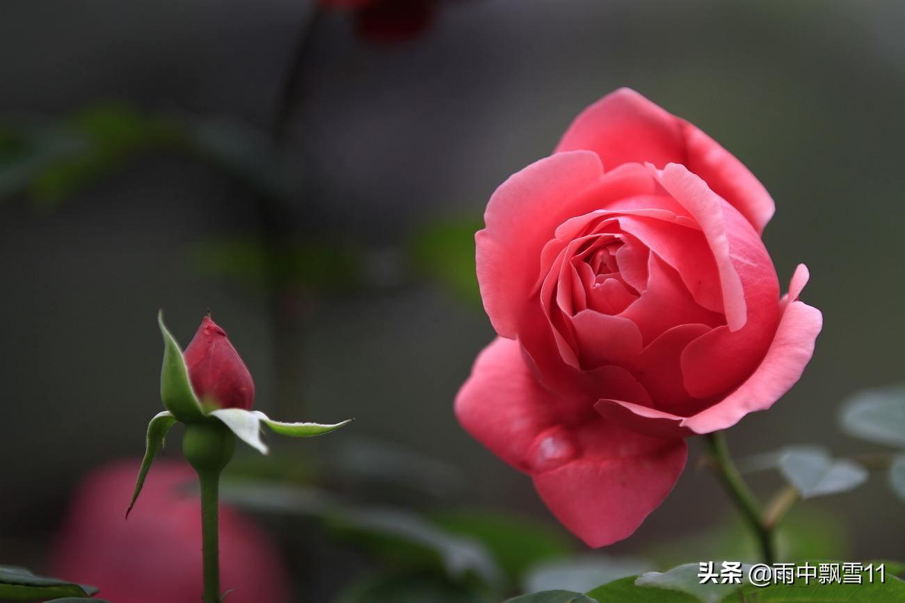 月季花怎么养殖_月季花的养殖方法