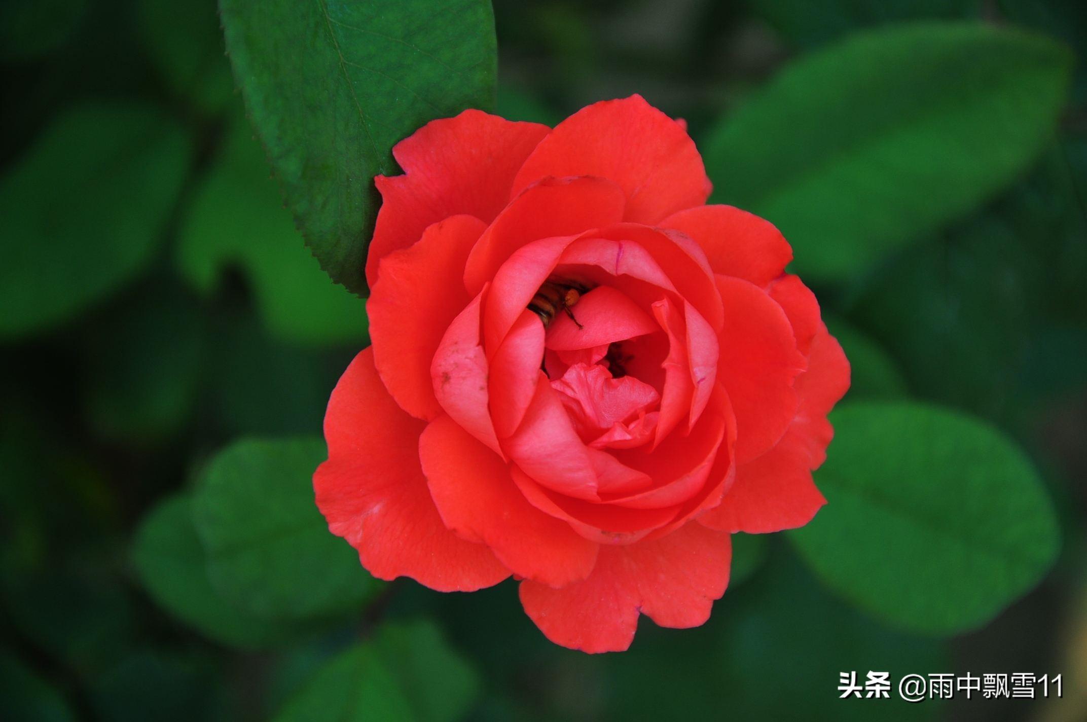 月季花怎么养殖_月季花的养殖方法