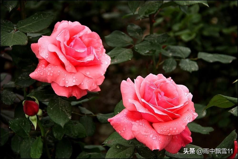 月季花怎么养殖_月季花的养殖方法