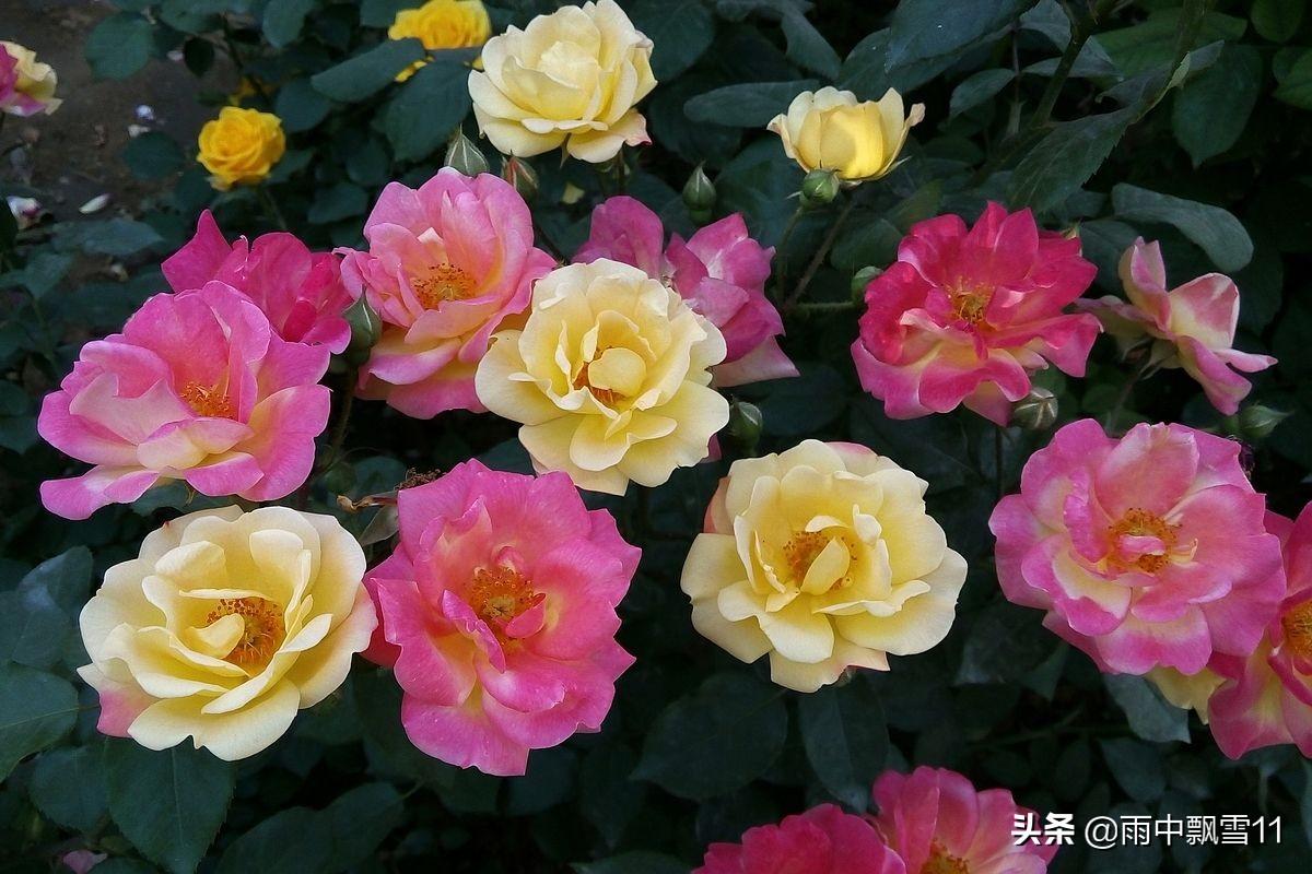 月季花怎么养殖_月季花的养殖方法