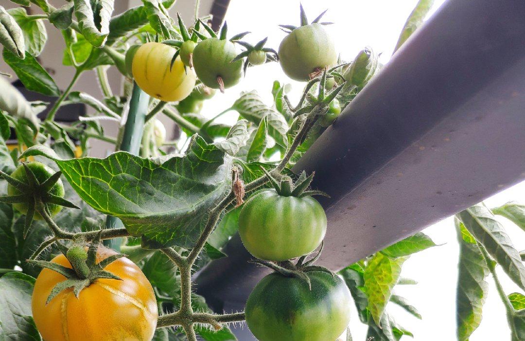 小番茄怎么养殖_小番茄养殖方法