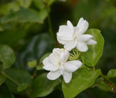 茉莉花什么时候施肥_茉莉花的施肥季节、时间和方法