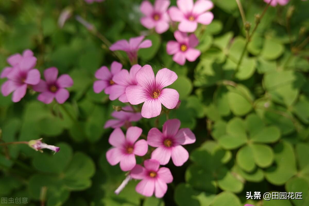 酢浆草夏天怎么养_酢浆草夏天养殖方法