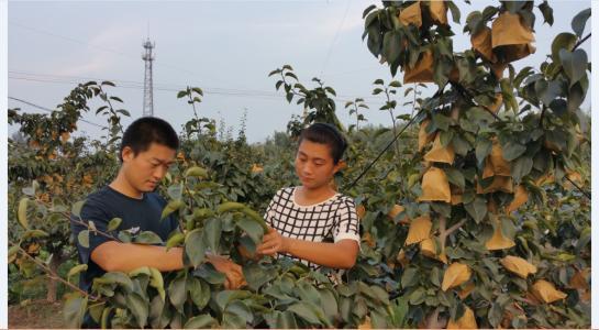 梨树怎么管理_梨树管理方法