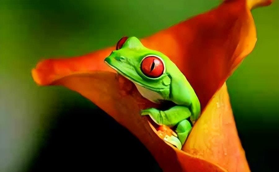 青蛙是怎么睡觉的_青蛙的生活习性