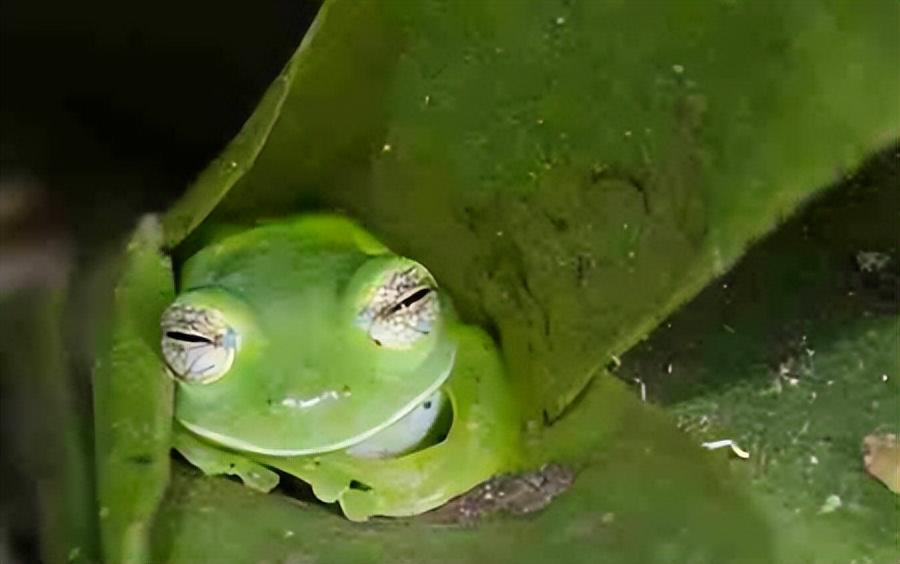 青蛙是怎么睡觉的_青蛙的生活习性
