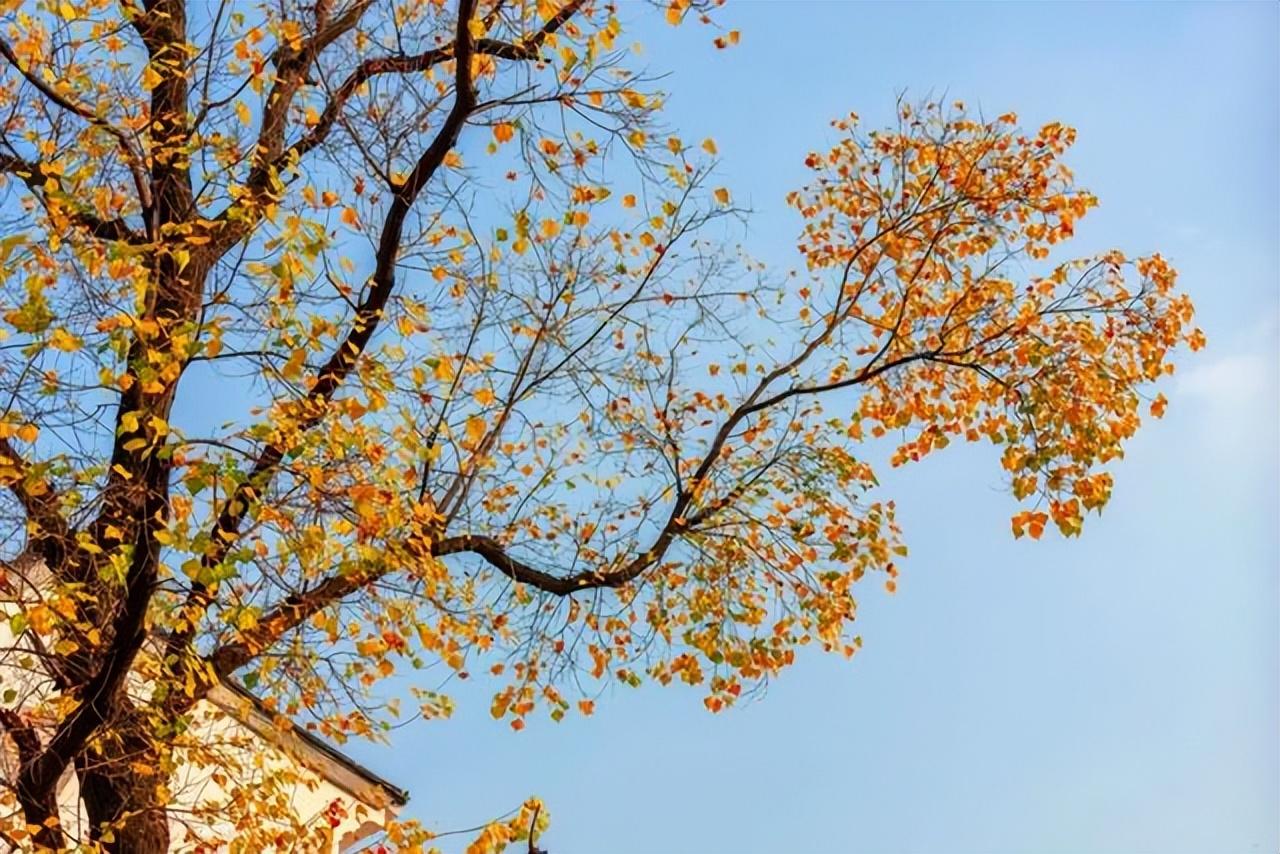 重阳节怎么来的_关于重阳节的来历