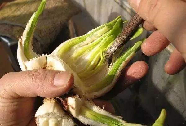 水仙花怎么雕刻_水仙花雕刻攻略