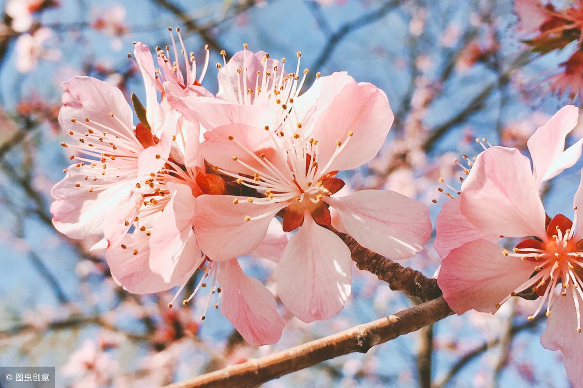 春花的诗句有哪些_关于春花的诗句大全