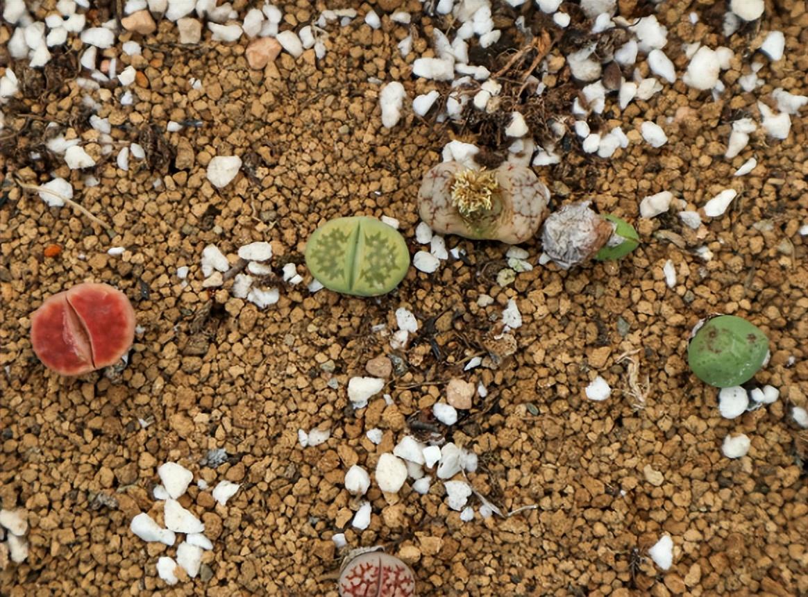 石生花怎么种植_石生花的种植方法