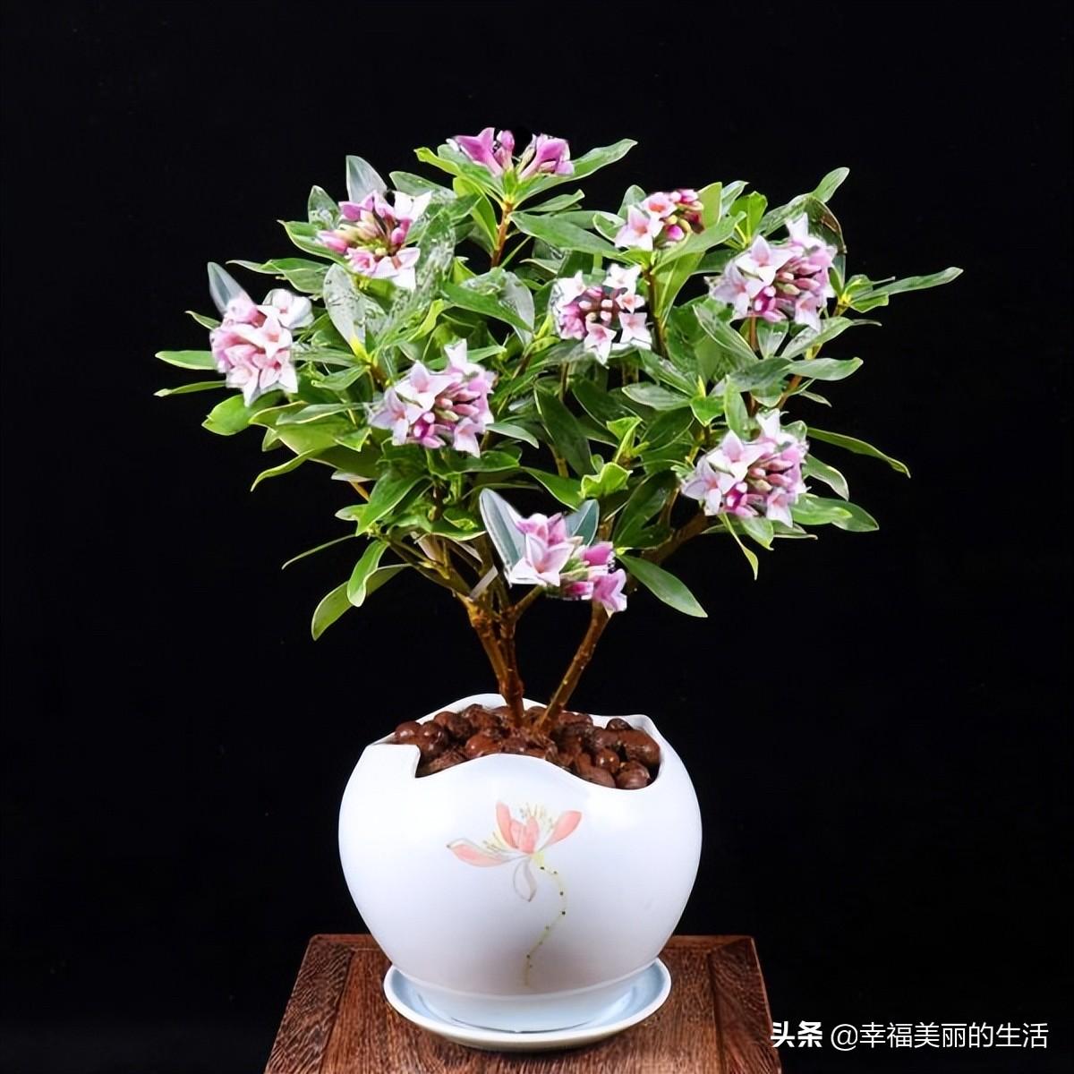 瑞香花怎么繁殖_瑞香花的繁殖方法