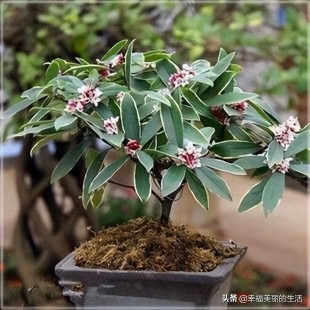 瑞香花怎么繁殖_瑞香花的繁殖方法