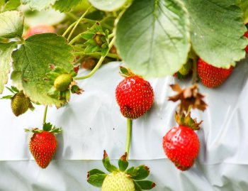 水培草莓怎么种植_水培草莓种植方法