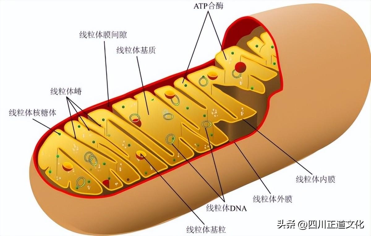 夏娃理论为什么被质疑_一文解答