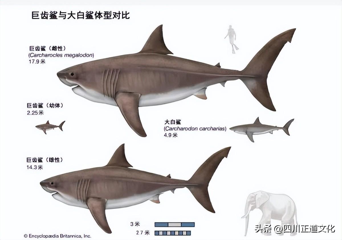 深海有多可怕_深海的恐惧