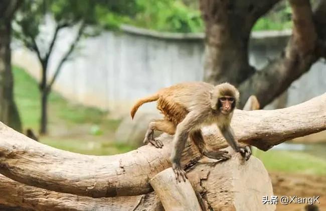 沐猴而冠什么意思_沐猴而冠的成语典故