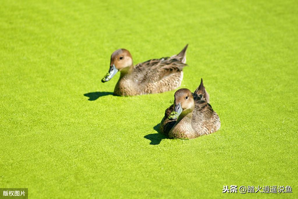 浮萍怎么繁殖_浮萍的繁殖技术