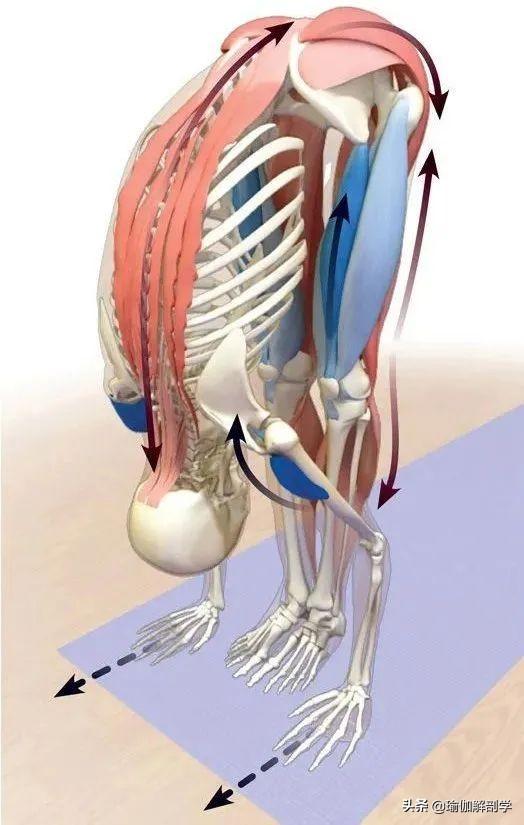 瑜伽前屈体式怎么做_瑜伽前屈体式练习小窍门
